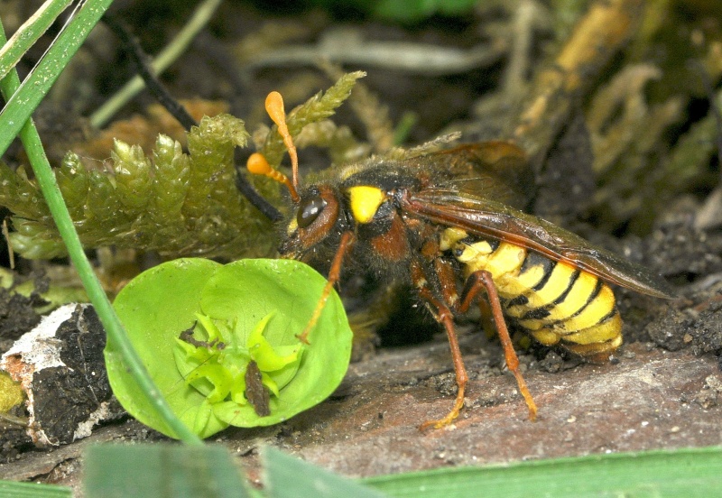 je dirais (Cimbex quadrimaculatus ) Cimbex14