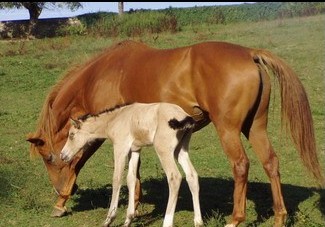 Quelle robe pour ce cheval d'après sa descendance 110