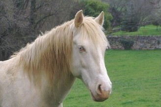 Quelle robe pour ce cheval d'après sa descendance Cheval10