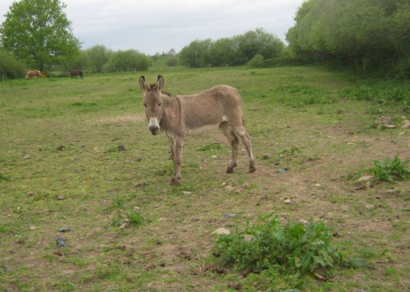 Qualy, Âne de la croix de Saint André, 8 ans (76) Captur11