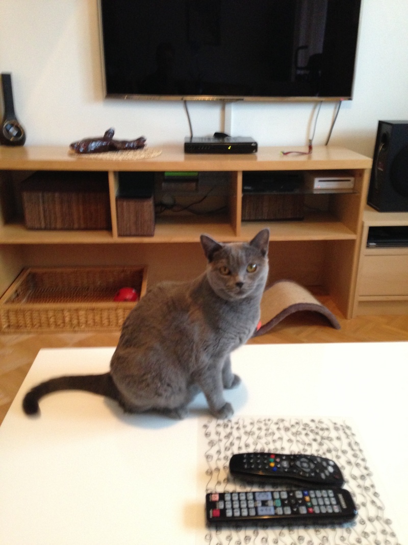 Katze 2013-018