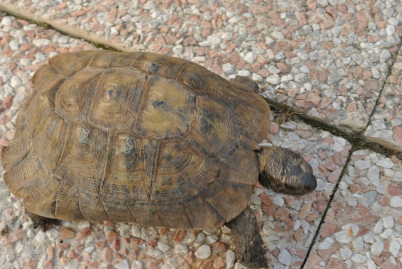 Identification de ma tortue Dsc_5914