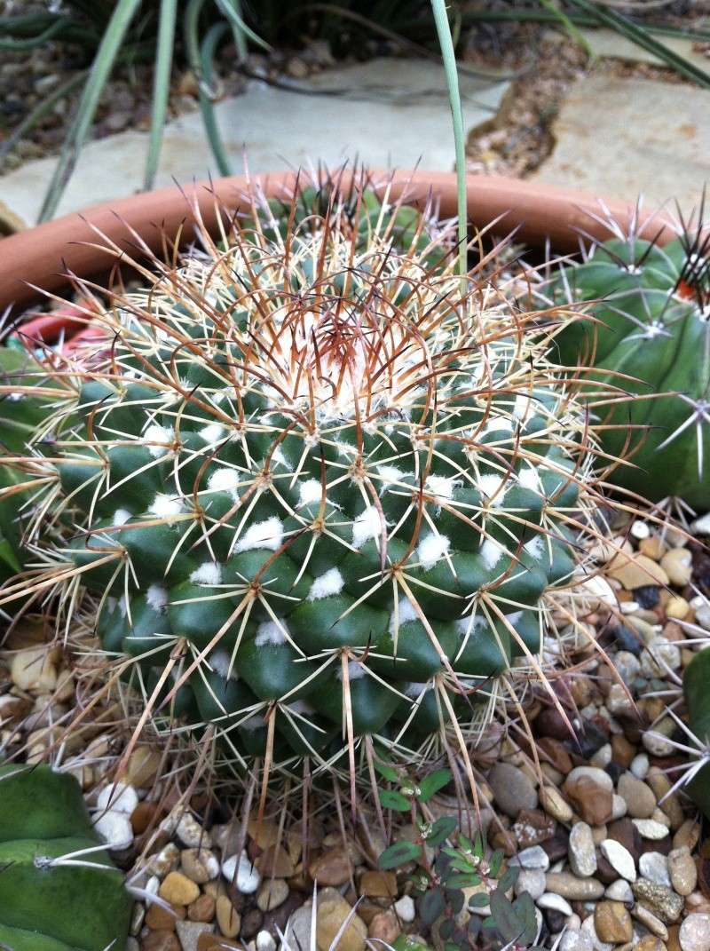 A handful of Mammillaria IDs  Img_0710