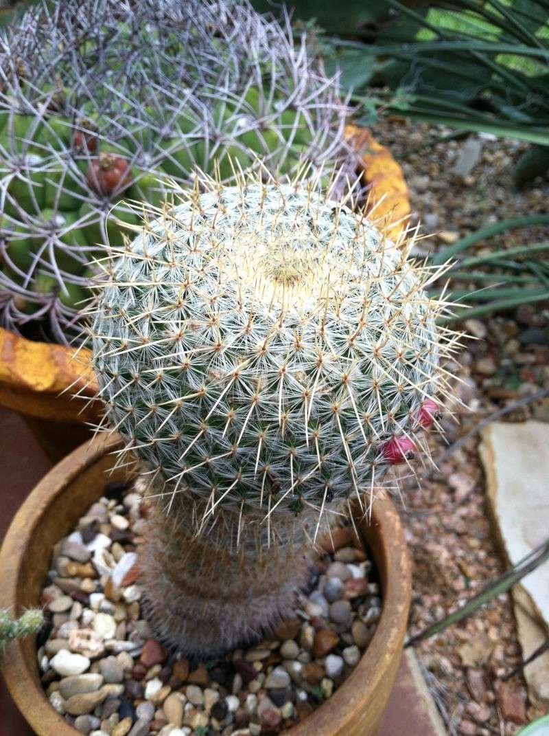 A handful of Mammillaria IDs  Img_0712