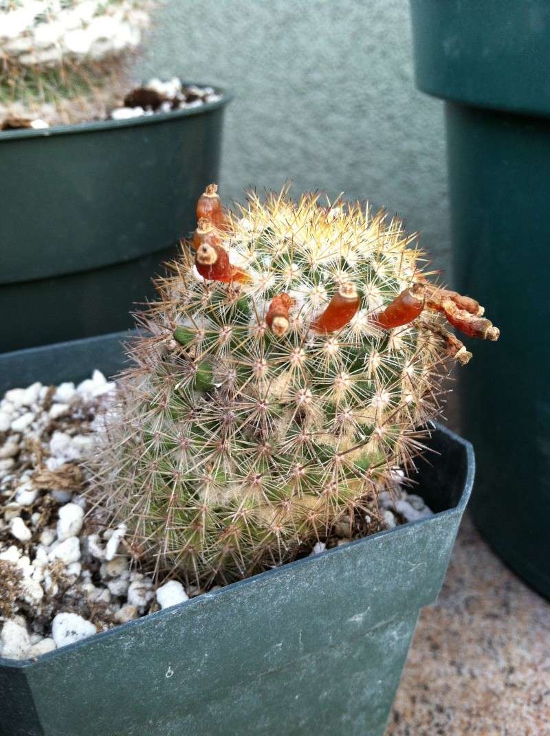 A handful of Mammillaria IDs Img_0717