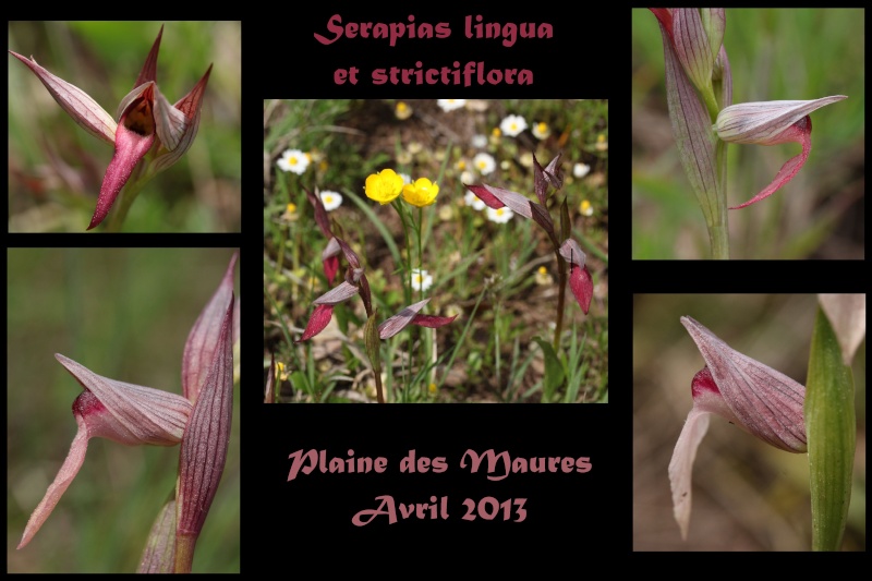 Serapias lingua et strictiflora Plaine des Maures Montag10