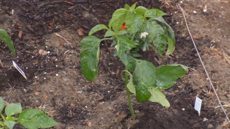 Pepper Plants damaged by... Dscn1115
