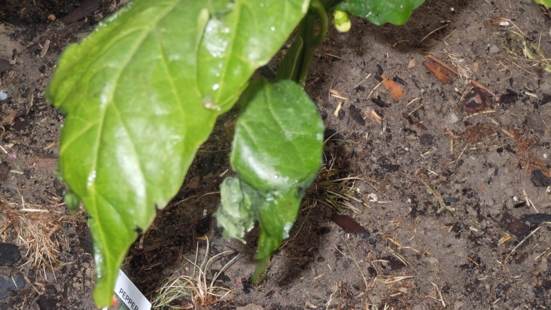 Pepper Plants damaged by... Dscn1116