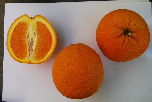 Orange à jus Berberina Agrum_10