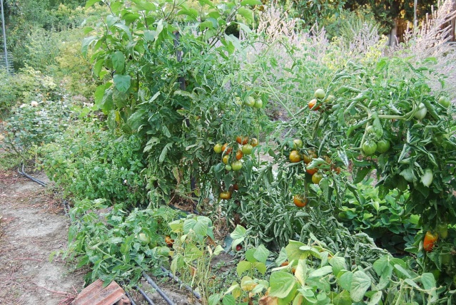 Le potager de john Jardin10