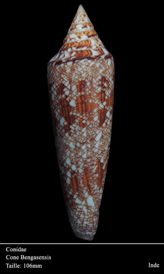 Conus (Cylinder) bengalensis   Okutani, 1968 - Page 2 Dsc06012