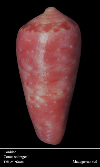 Conus (Textilia) solangeae   Bozzetti, 2004 Dsc06014