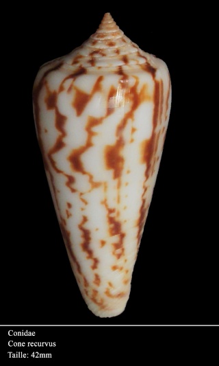Conus (Dauciconus) regularis G.B Sowerby I, 1833 Dsc06016