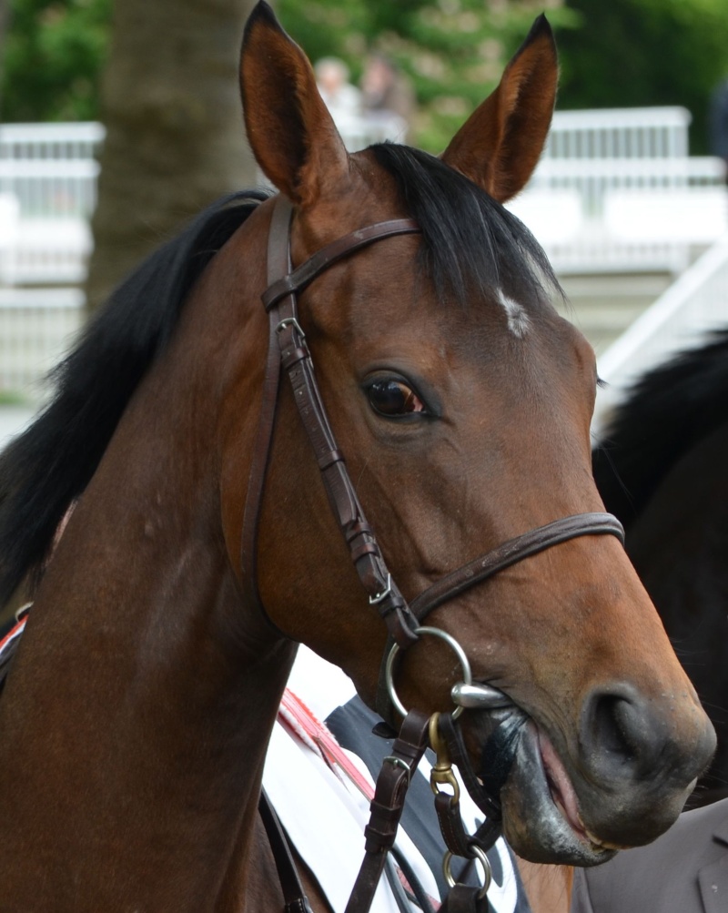 Prix de Diane, Dimanche 16/06/13 Chantilly (Oise) (France) Silaso16