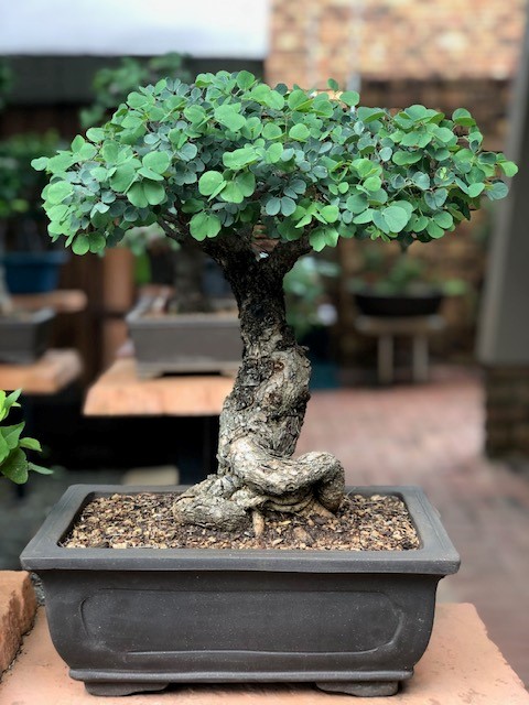 JoesBonsai Collection Acacia15