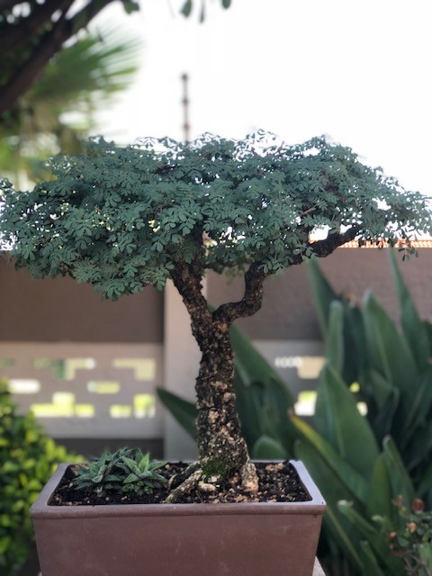 JoesBonsai Collection Acacia16