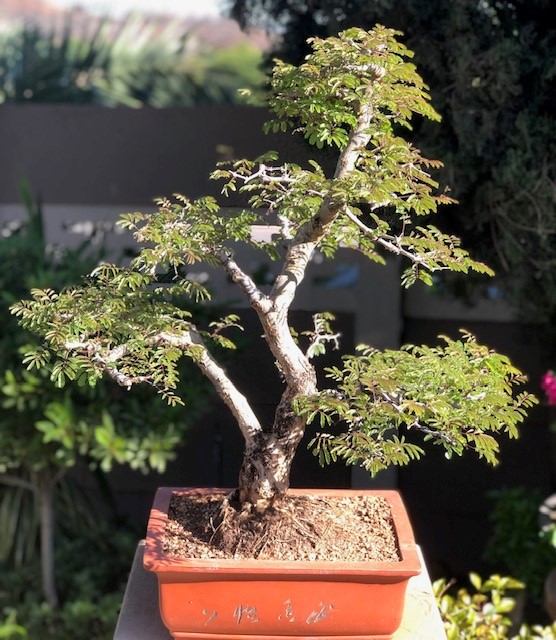 JoesBonsai Collection Acacia17