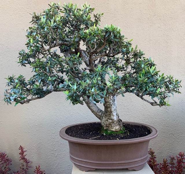 JoesBonsai Collection Olea_a13