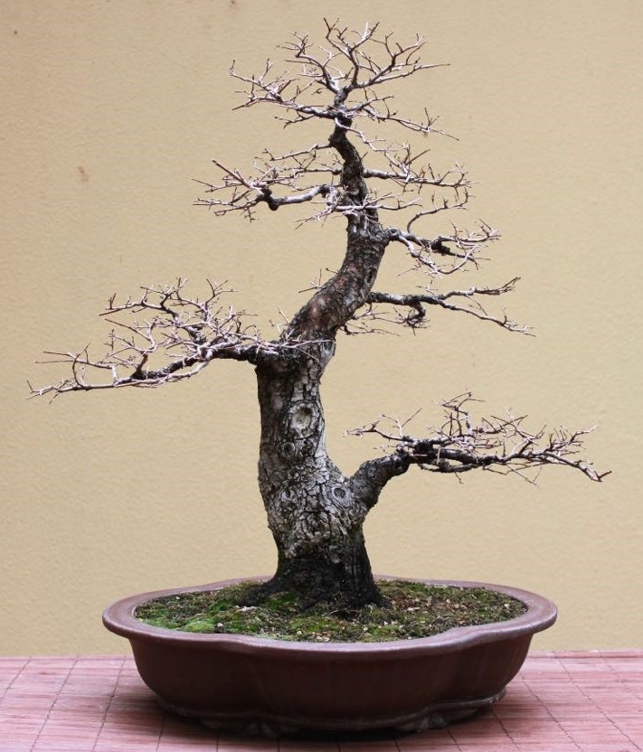 JoesBonsai Collection Ulmus_10