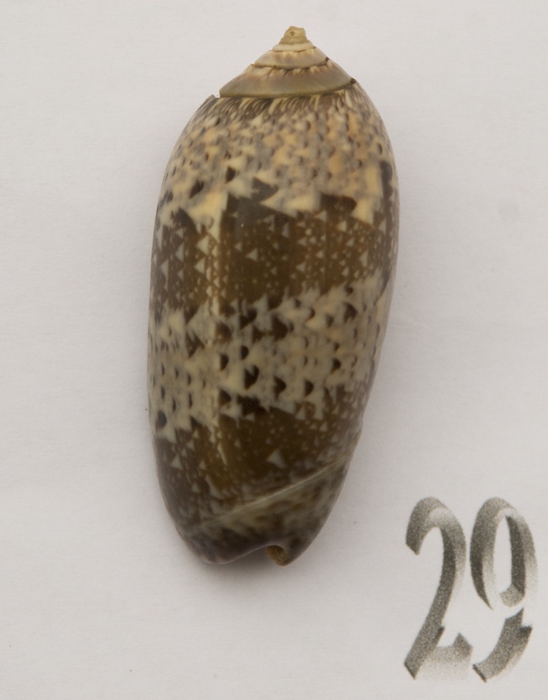 Olividae - Olivinae : Vullietoliva splendidula (Sowerby, 1825) - Page 2 Oliva-69