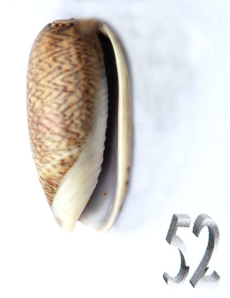 Musteloliva mustelina mustelina (Lamarck, 1811) - Worms = Oliva mustelina mustelina Lamarck, 1811 Oliva117