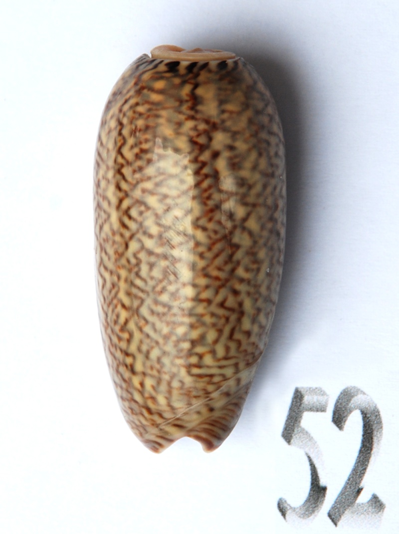 Musteloliva mustelina mustelina (Lamarck, 1811) - Worms = Oliva mustelina mustelina Lamarck, 1811 Oliva118