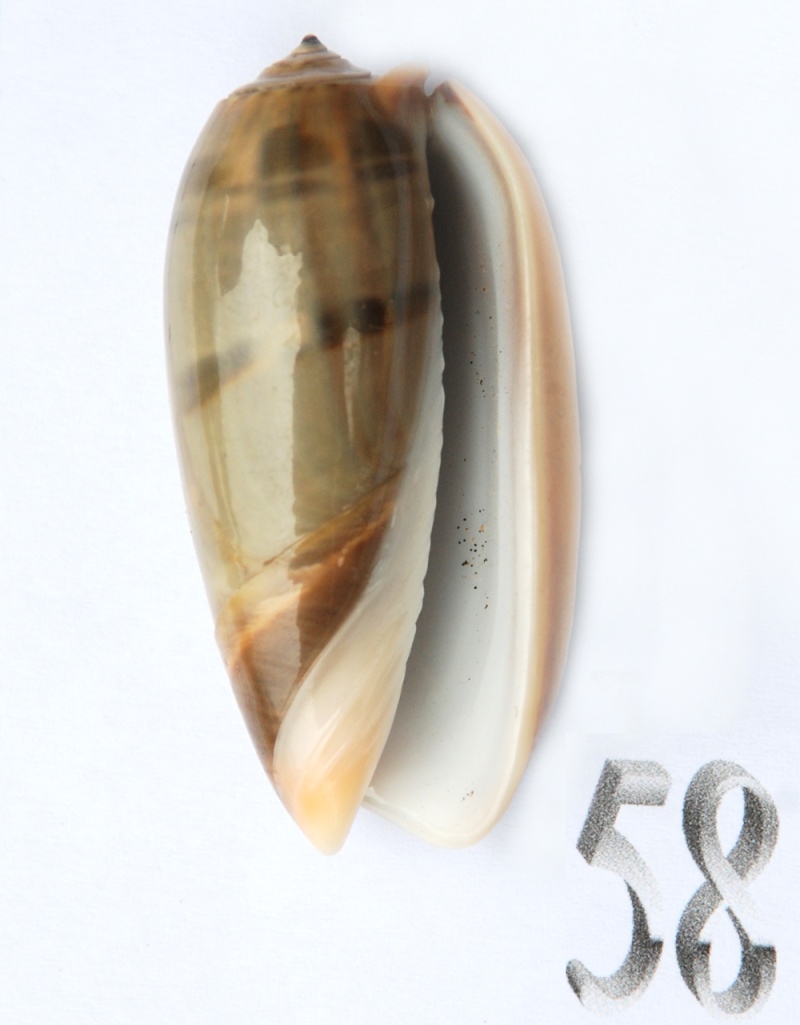 Viduoliva vidua f. albofasciata (Dautzenberg, 1927) - Worms = Oliva vidua (Röding, 1798) Oliva130