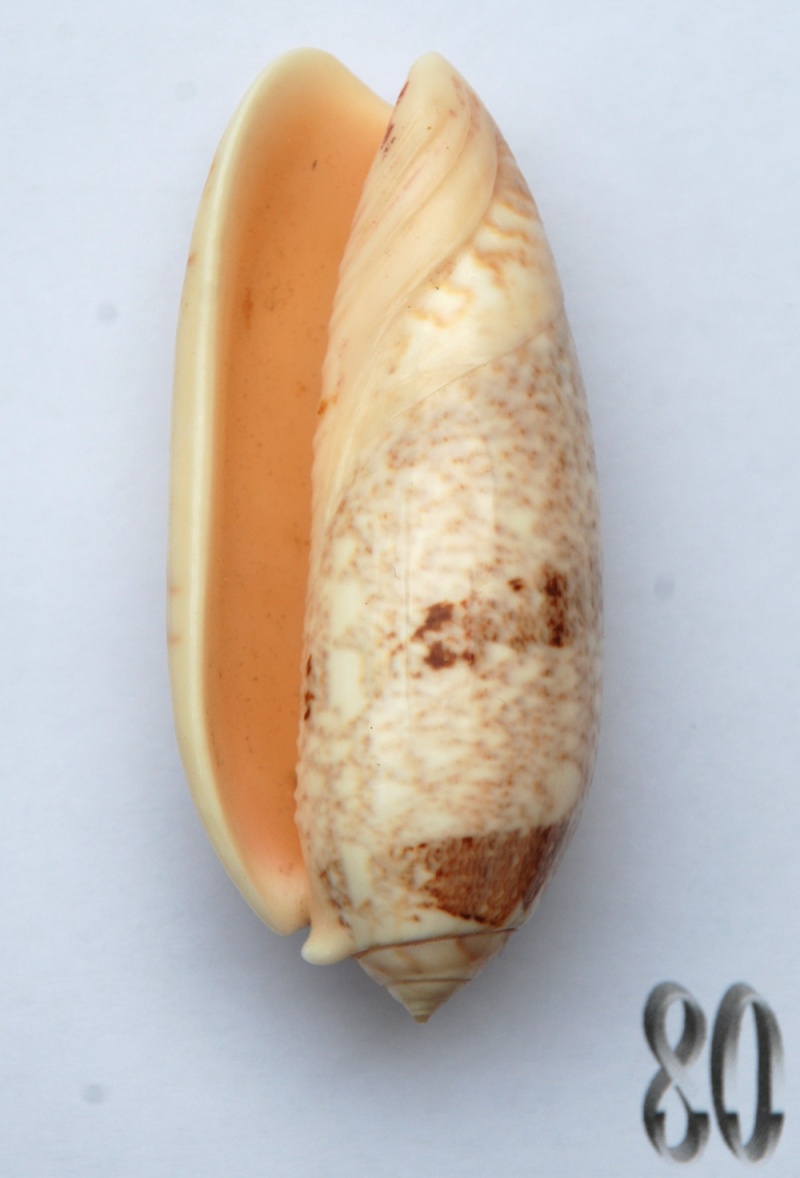 Miniaceoliva sericea  (Röding, 1798) - Worms = Oliva sericea (Röding, 1798) - Page 2 Oliva147
