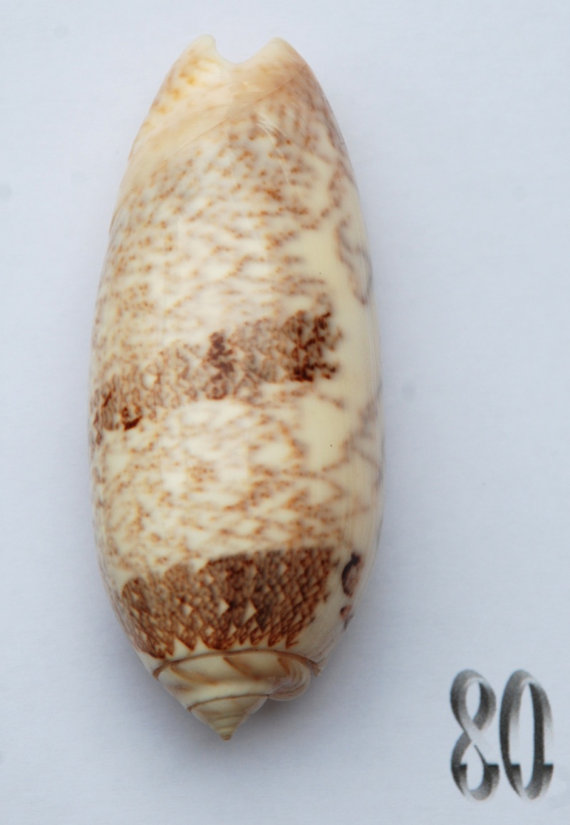 Miniaceoliva sericea  (Röding, 1798) - Worms = Oliva sericea (Röding, 1798) - Page 2 Oliva148