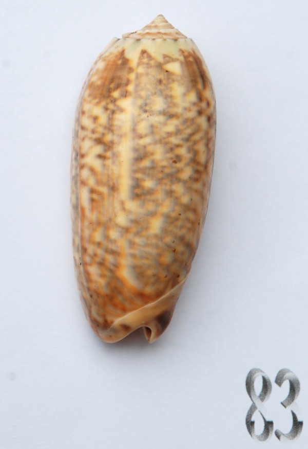 Miniaceoliva miniacea f. sylvia ( Duclos, 1845) Oliva182