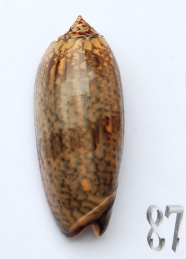 Miniaceoliva tremulina (Lamarck, 1811) - Worms = Oliva (Miniaceoliva) tremulina Lamarck, 1811 - Page 2 Oliva184