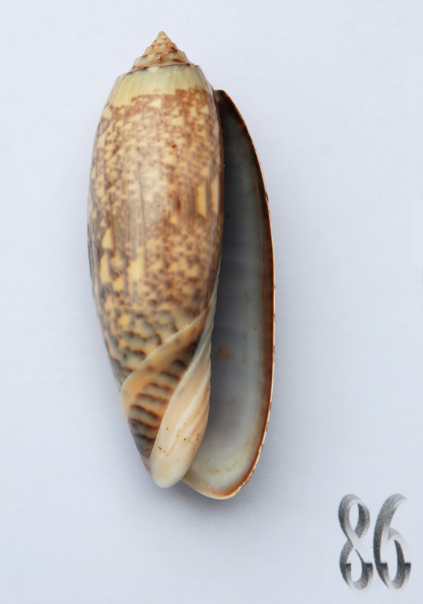 Miniaceoliva tremulina (Lamarck, 1811) - Worms = Oliva (Miniaceoliva) tremulina Lamarck, 1811 - Page 2 Oliva185