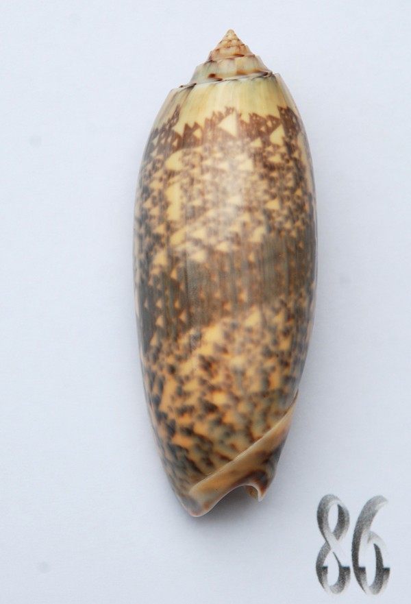 Miniaceoliva tremulina (Lamarck, 1811) - Worms = Oliva (Miniaceoliva) tremulina Lamarck, 1811 - Page 2 Oliva186