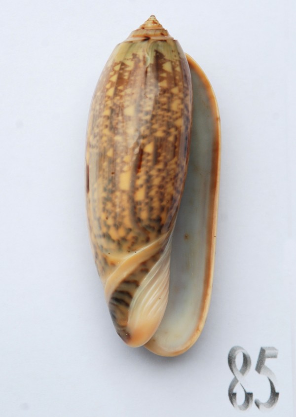 Miniaceoliva tremulina (Lamarck, 1811) - Worms = Oliva (Miniaceoliva) tremulina Lamarck, 1811 - Page 2 Oliva187