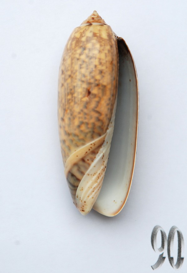 Miniaceoliva tremulina (Lamarck, 1811) - Worms = Oliva (Miniaceoliva) tremulina Lamarck, 1811 - Page 2 Oliva191