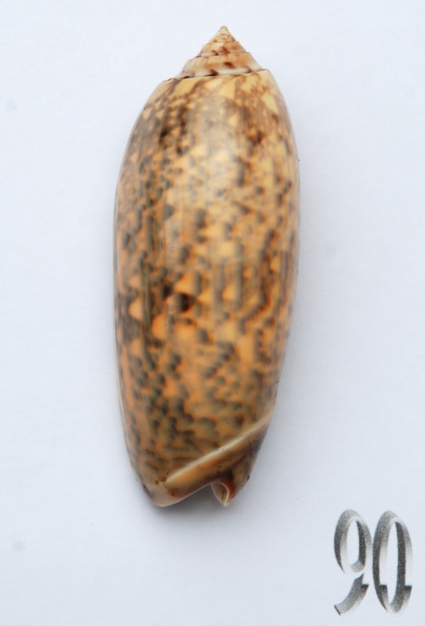 Miniaceoliva tremulina (Lamarck, 1811) - Worms = Oliva (Miniaceoliva) tremulina Lamarck, 1811 - Page 2 Oliva192