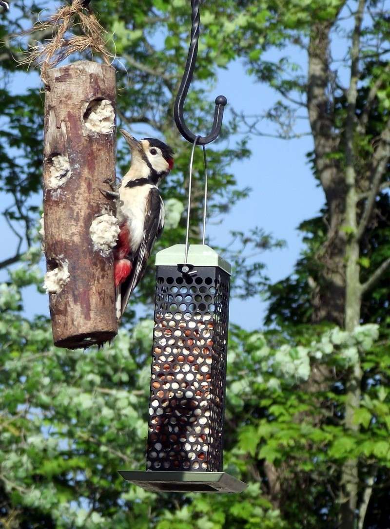 Our Feeding Stations :):) - Page 31 00310