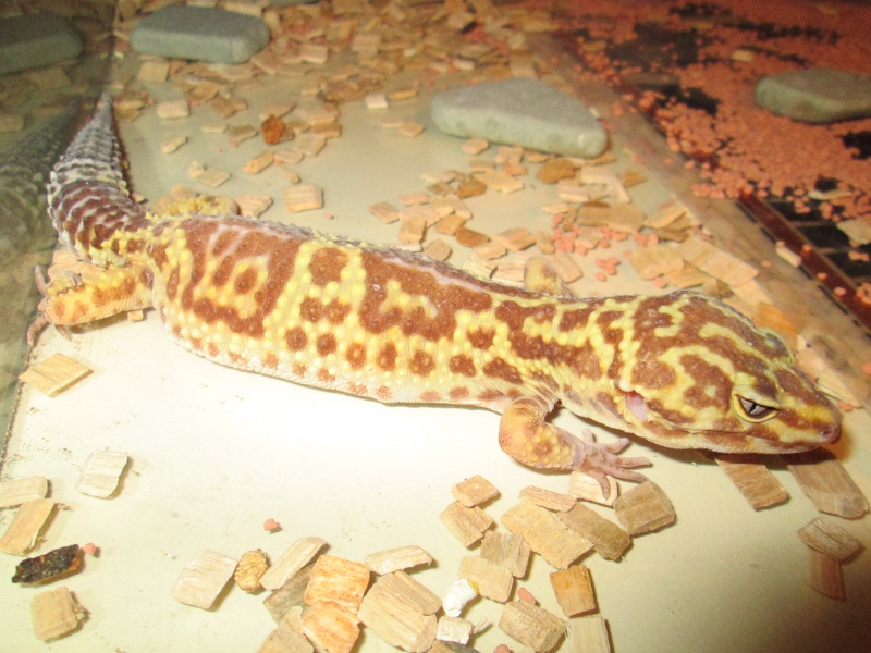 probleme avec geckos femelle de 4 ans ,Help please Img_0910