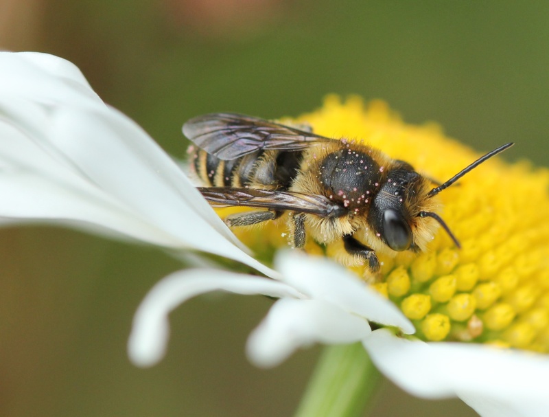 Une autre abeille à identifier Img_3711