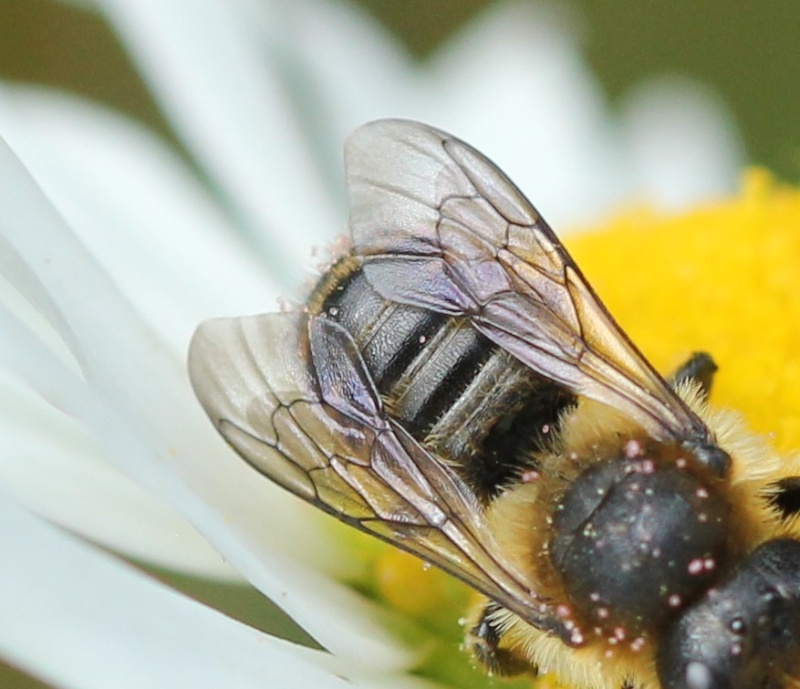 Une autre abeille à identifier Img_3713