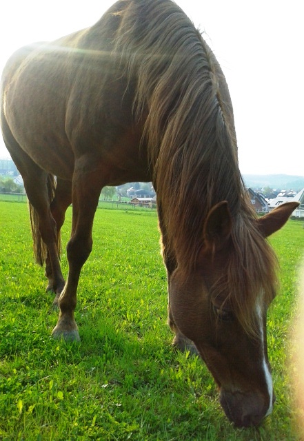 Fotos von Pferden/Ponys zuhause - Seite 23 Sunnys10