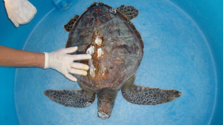 Tahiti : une nouvelle tortue blessée par fusil harpon  Tortue20