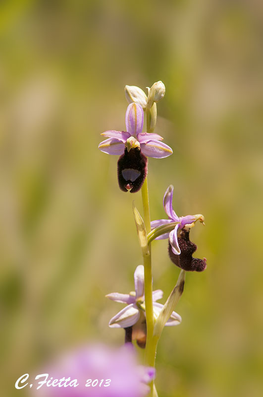 Ophrys Dsc_0918