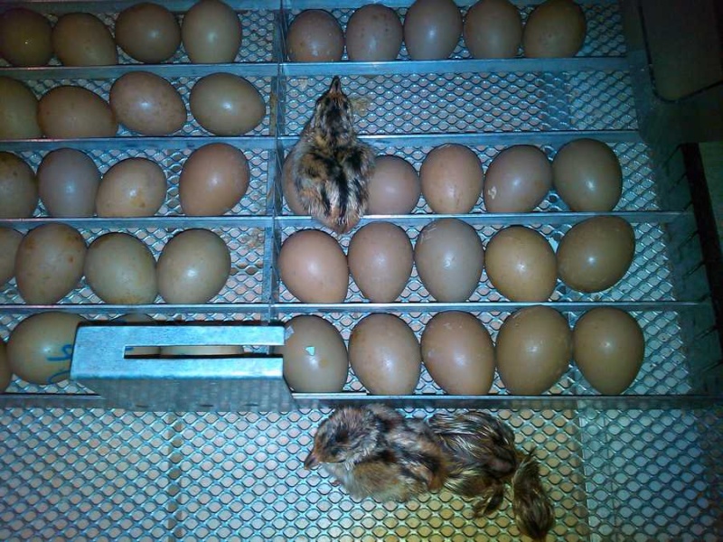 faire éclore les œufs............faisans !!! Img_2123
