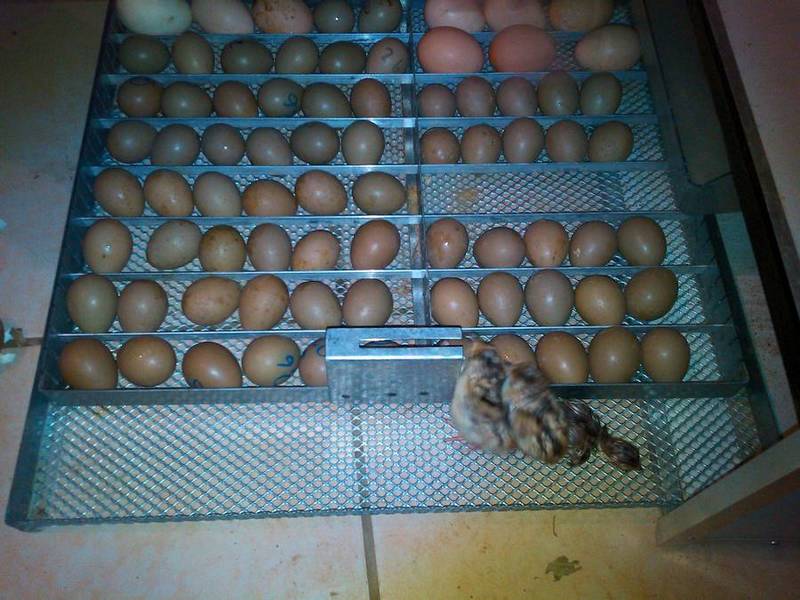 faire éclore les œufs............faisans !!! Img_2124