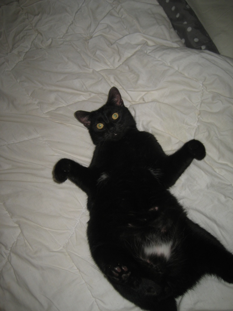 Willow le téméraire, chaton noir né début mai 2012 (adopté) - Page 2 Img_0112