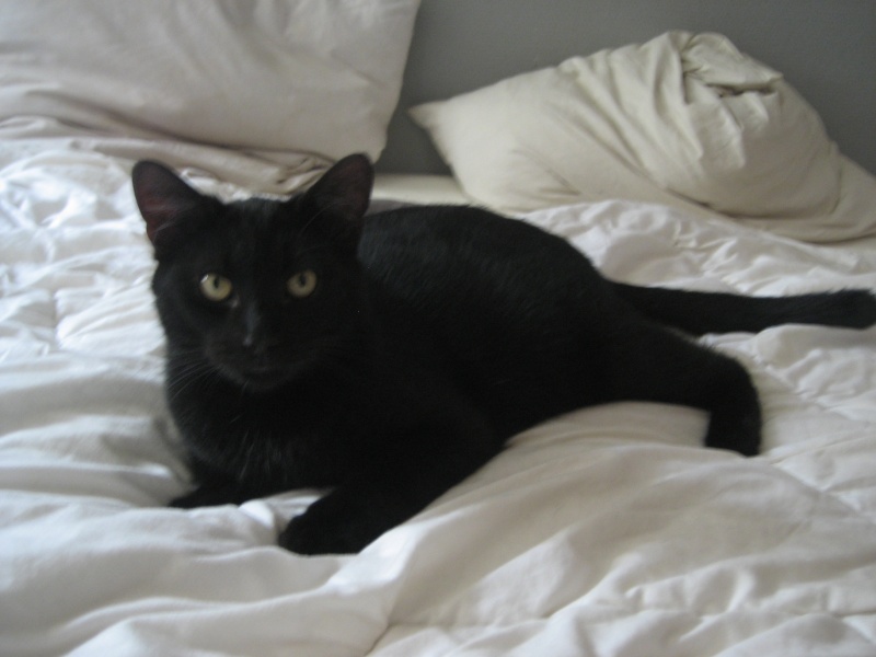 Willow le téméraire, chaton noir né début mai 2012 (adopté) - Page 2 Img_0114