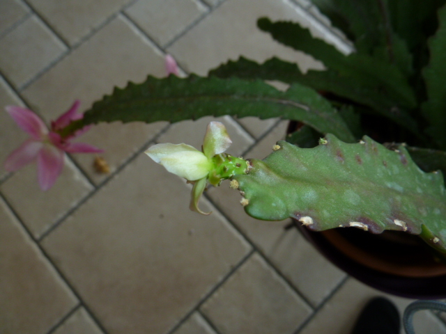 Disocactus phyllanthoides - cactus-orchidée 00710