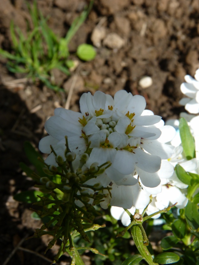 mon petit jardin plougoulmois - Page 14 P1020525