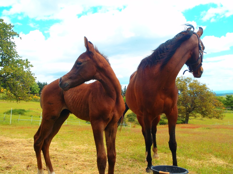 AH Ludjek ( Ekemir PL/Emigrant X DL Lujayn ) Grey Colt 2013 P5200011